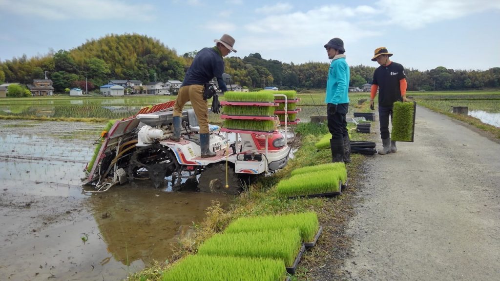 田植え