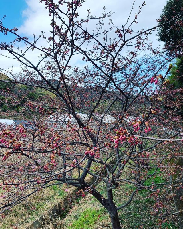 こんにちは。
とくしま有機農業SＣ近くの河津桜の
蕾が開き始めてきました🌸
一年で一番最初に咲く桜といえば
河津桜が有名ですが
静岡県伊豆市の河津町で
発見されたのが名前の由来だそうです。
一本の原木からこんなセンター近くまで
やってきてくれるなんて奇跡！
春はもうすぐそこ。
今年はお花見できるといいですね☺︎

スタッフM

◇◇◇◇◇◇◇◇◇◇◇◇◇◇◇◇◇◇
#コープ自然派　#コープ自然派しこく 
#とくしま有機農業サポートセンター 
#河津桜