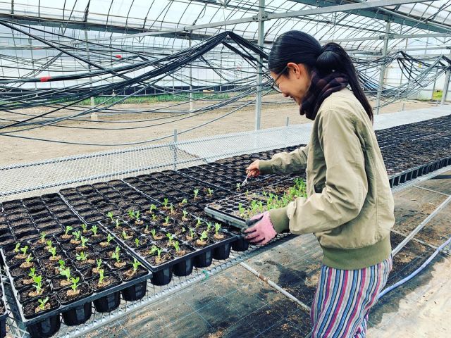 🌾
こんにちは、とくしま有機サポートセンターです🌾
「ツルを呼ぶお米」の生産者である
（株）阿波農産 浜田代表指導の元、
サポートセンター卒業生のなかちゃんが
スナップえんどうと小松菜の苗作りに励んでいます🥬
自分で育てて収穫した野菜の味は格別ですよね🥬✨
手軽に家庭菜園やプランター栽培に
挑戦してみませんか？
初めての方も安心な様に栽培マニュアル付きで
販売しております👌
詳しくはコープ自然派のチラシをご覧ください。
（特別企画となります。
次回は夏野菜苗を3号商品案内で紹介予定です）
☆無農薬無化学肥料栽培
☆有機培土は放射能測定済み

◇◇◇◇◇◇◇◇◇◇◇◇◇◇◇◇
#とくしま有機農業サポートセンター  #NPO法人自然派食育きちんときほん #コープ自然派 #阿波農産 #ベランダオーガニック #つるをよぶお米 ＃有機苗