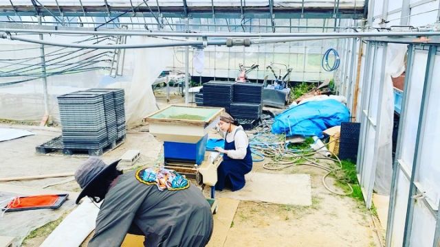 🌾
播種機での籾播き作業です。
赤土を入れた苗箱を作り、そこに籾種を播き、
水を撒き、みみずふん土を被せて完成です🪱
皆で役割分担しての連携作業でどんどん苗箱が
出来上がっていきます👍
◇◇◇◇◇◇◇◇◇◇◇◇◇◇◇◇◇
#とくしま有機農業サポートセンター 
#小松島有機農業サポートセンター 
#コープ自然派しこく 
#ツルをよぶお米 
#blof理論
