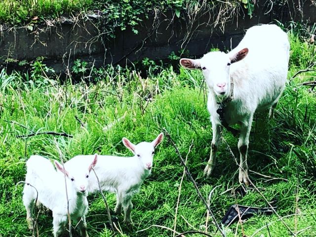 🌱
サポートセンターのお隣さんの田畑で
除草活動をしているヤギ親子🐐✨
メルヘンな世界が広がっています😆✨
◇◇◇◇◇◇◇◇◇◇◇◇◇◇◇◇◇◇
#とくしま有機農業サポートセンター
#小松島有機農業サポートセンター
#コープ自然派しこく 
#ヤギ除草