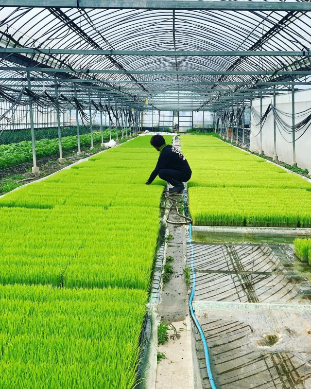🌾 
プール育苗でお米の苗がぐんぐん成長中です✨
2枚目は同じビニールハウスで育てている
えんどう豆です。
実付きと味が良くなるように手作業で
摘芯していきます🌱
◇◇◇◇◇◇◇◇◇◇◇◇◇◇◇◇◇◇◇
#とくしま有機農業サポートセンター 
#小松島有機農業サポートセンター 
#コープ自然派しこく 
#ツルをよぶお米 
#プール育苗