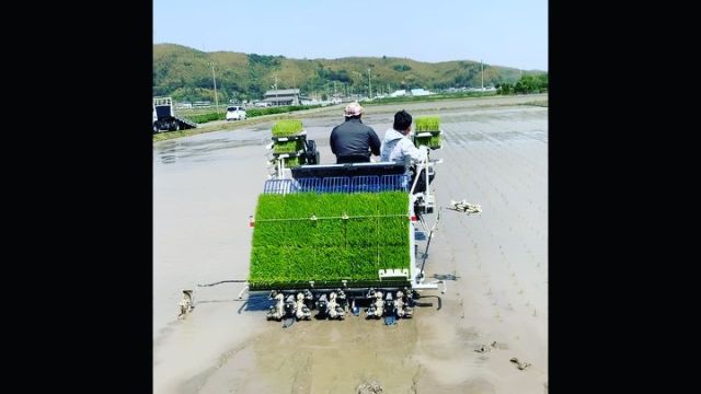 🌾
4月22日に農業体験型ボランティアとして
集まってくださった方達と田植えを行い、
田植え機に挑戦していただきました🚜
強風の中での作業になりましたが、
ご参加ありがとうございました😊✨
◇◇◇◇◇◇◇◇◇◇◇◇◇◇◇◇◇◇◇◇
#とくしま有機農業サポートセンター 
#小松島有機農業サポートセンター 
#コープ自然派しこく 
#ツルをよぶお米 
#blof理論 
#田植え