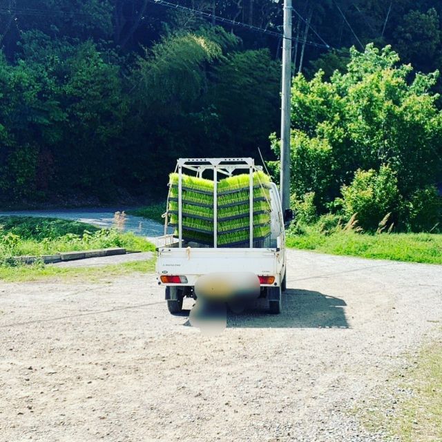 🌾
明日はコープ自然派しこく主催の
「親子でお米づくり、 田植えを体験してみよう‼︎」
のイベントがサポートセンターで開催されます✨
苗の用意や、30cm間隔で植えれるように紐に
目印を付けたりと色々と準備をして
お待ちしております😊
午前中はなんとか晴れる事を願っています👍
◇◇◇◇◇◇◇◇◇◇◇◇◇◇◇◇◇◇
#とくしま有機農業サポートセンター 
#小松島有機農業サポートセンター 
#コープ自然派しこく 
#田植え
#blof理論