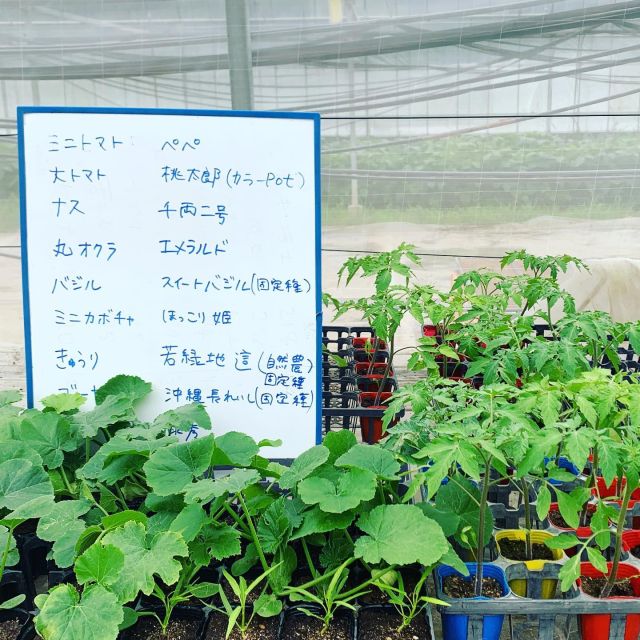 🍕
ピザ窯完成パーティー用の野菜苗の準備もバッチリ👍
ピザ窯作りイベントの参加者の方に
植えて頂こうと思います🌱
ビニールハウスも組み立てが完了しました✨
今日は雨なので、ビニールシートは明日、
張れるかな、、？
◇◇◇◇◇◇◇◇◇◇◇◇◇◇◇◇◇
#とくしま有機農業サポートセンター 
#小松島有機農業サポートセンター 
#コープ自然派しこく 
#ピザ窯