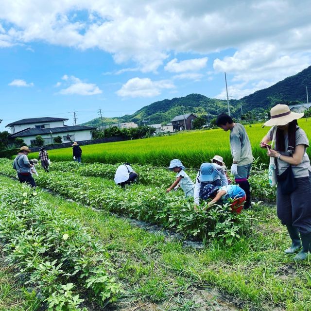 🥗
7月23日にサポートセンターでオクラの
収穫体験イベントを開催しました。
ビタミン、ミネラル、食物繊維など栄養豊富な
オクラは夏バテ解消にもってこいです🌻
サッと茹でたり、生で食べても美味しいオクラで
夏を元気に乗り切りましょう😋
オクラの花はハイビスカスに似て可愛いですね〜🌺
◇◇◇◇◇◇◇◇◇◇◇◇◇◇◇◇◇◇◇◇◇◇◇◇
#とくしま有機農業サポートセンター
#小松島有機農業サポートセンター
#コープ自然派しこく 
#有機おくら 
#blof理論