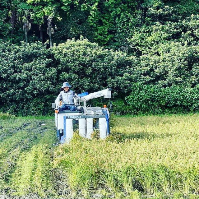 🌾 
8月に入り、徳島県の各地で稲刈りが始まりました🌾
サポートセンターもお盆開けから
稲刈りスタートです🚜✨
台風や雨の合間を縫っての作業で大忙しですが、
皆さまに美味しいお米が届けれるように
がんばります〜🍚✨
◇◇◇◇◇◇◇◇◇◇◇◇◇◇◇◇◇◇
#とくしま有機農業サポートセンター
#小松島有機農業サポートセンター
#コープ自然派しこく
#コープ有機 
#ツルをよぶお米 
#blof理論