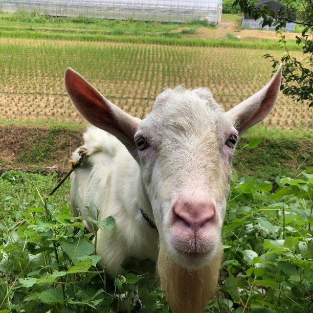 🐐
お隣さんのヤギ🐐
田んぼ横の斜面のカラムシをムシャムシャ🌿
食べ放題🌿
人懐っこくてかわいい〜
◇◇◇◇◇◇◇◇◇◇◇◇◇◇◇◇◇◇◇
#とくしま有機農業サポートセンター
#小松島有機農業サポートセンター
#コープ自然派しこく
#ヤギ除草