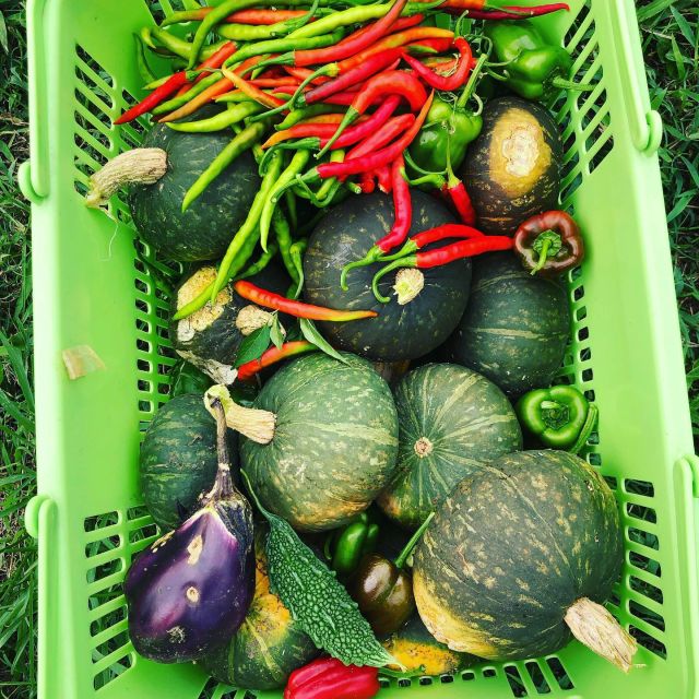 🫑🌶️🎃
夏の終わりに差し掛かり、
農園のピーマン、唐辛子、ミニ南瓜が全盛期です。
草刈りしたら更に南瓜が出てくる出てくる🎃
◇◇◇◇◇◇◇◇◇◇◇◇◇◇◇◇◇◇◇◇
#とくしま有機農業サポートセンター
#小松島有機農業サポートセンター
#コープ自然派しこく
#blof理論