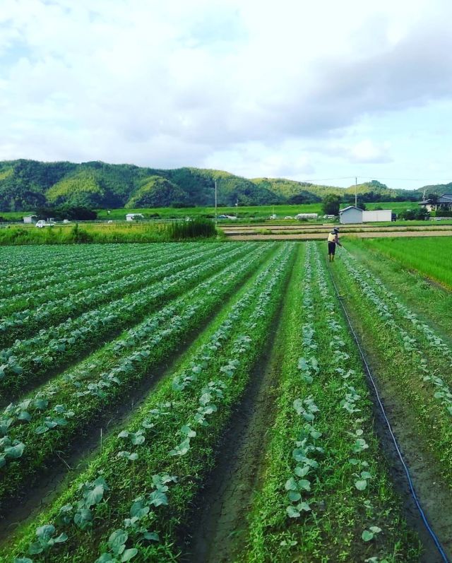 🥦
ブロッコリーの生育が不調です😱
早くに植えすぎたのと水やりが不十分だったのか
苗が半分枯れてしまい、定植したものは
ヨトウムシに食べられて葉がボロボロに、、🐛
対策します、、😂
◇◇◇◇◇◇◇◇◇◇◇◇◇◇◇◇◇◇◇◇◇◇◇
#とくしま有機農業サポートセンター
#小松島有機農業サポートセンター
#コープ自然派しこく 
#阿波農産
#ブロッコリー定植