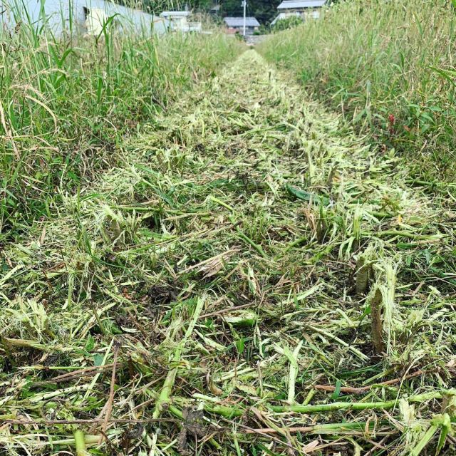 🌱
長かったオクラとの夏も10月に入り終わりを
迎えました。
役目を終えたオクラをハンマーナイフモアで
刈り取りします。
下に敷いている生分解性マルチは収穫後に
土壌中にすき込むと、土壌の微生物により水と
二酸化炭素に分解される優れもの👍
刈り取り時点で既に8割がた分解していました🙌
◇◇◇◇◇◇◇◇◇◇◇◇◇◇◇◇◇◇◇◇◇◇◇◇
#とくしま有機農業サポートセンター
#小松島有機農業サポートセンター
#コープ自然派しこく
#blof理論
#生分解性マルチ 
#海洋プラスチック問題
