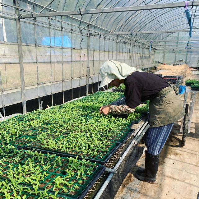 🌱
ビニールハウスで苗の間引き作業です🌱
ポカポカすぎて暑い🌞
2枚目春菊
3枚目サラダ菜 
4枚目セージ
◇◇◇◇◇◇◇◇◇◇◇◇◇◇◇◇◇◇◇◇◇
#とくしま有機農業サポートセンター
#小松島有機農業サポートセンター
#阿波農産 
#コープ自然派しこく 
#きちんときほんの苗 
#きちんときほん 
#blof理論