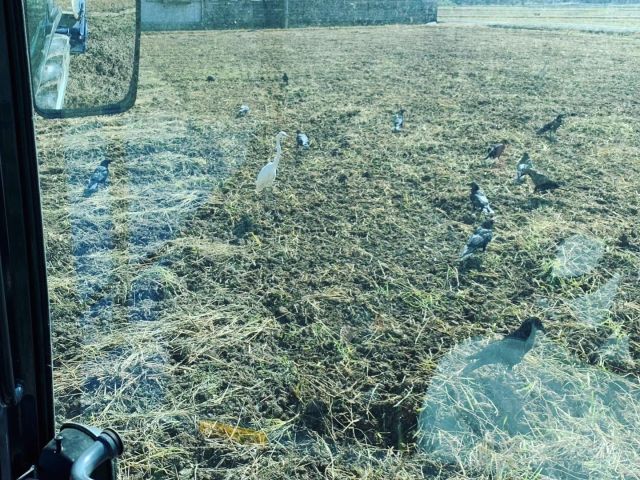 🌾
稲刈り後の秋処理の耕うん作業🚜
カエルや虫を食べに鳥が集まるのですが、
普段の耕うん中の10倍くらいのカラスが集まる🐦‍⬛
カエルと虫が食い尽くされそうな集まりよう🐦‍⬛
◇◇◇◇◇◇◇◇◇◇◇◇◇◇◇◇◇◇◇◇◇◇◇
#とくしま有機農業サポートセンター
#小松島有機農業サポートセンター
#ツルを呼ぶお米 
#コープ自然派しこく