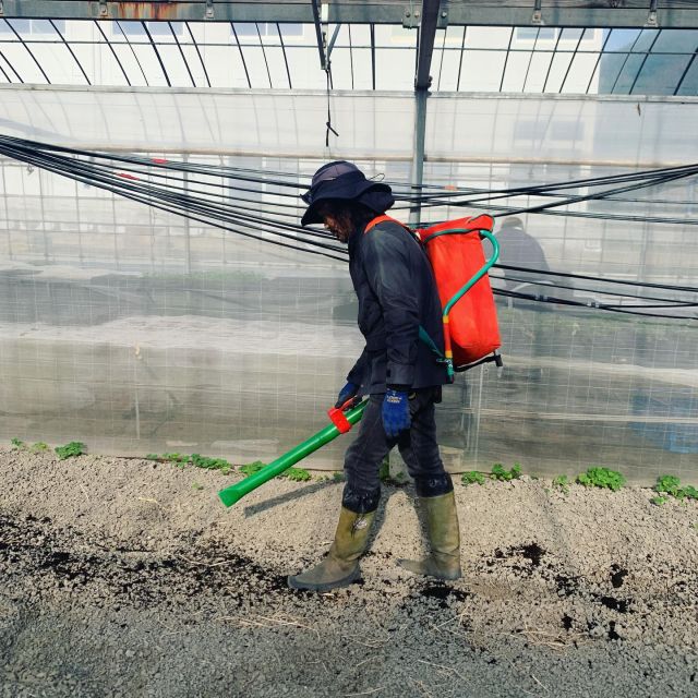 🥬
ハウスで育てる水菜と小松菜の土作りです。
リュックの様な背負い式肥料散布器で鶏糞ペレットを
パラパラ撒いています🐔
便利ですね〜🎒✨✨
BLOF堆肥はしっとりしていて肥料散布器のノズルが
詰まってしまうのでスコップ撒き🧑‍🌾
◇◇◇◇◇◇◇◇◇◇◇◇◇◇◇◇◇◇◇◇◇◇◇◇
#とくしま有機農業サポートセンター
#小松島有機農業サポートセンター
#コープ自然派しこく 
#blof理論 
#blof堆肥 
#鶏糞ペレット