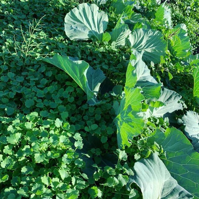 🥬
キャベツ畑の1人除草作業💦
コンコン鎌での手作業で3、4時間かかって除草完了！
キャベツも雑草も大きくなってから
除草するのは難しい😂
残り10畝くらいも同じ除草の必要があって、
気が遠くなる😂
◇◇◇◇◇◇◇◇◇◇◇◇◇◇◇◇◇◇◇◇◇◇◇◇◇◇
#とくしま有機農業サポートセンター
#小松島有機農業サポートセンター
#コープ自然派しこく 
#キャベツ除草 
#キャベツ栽培