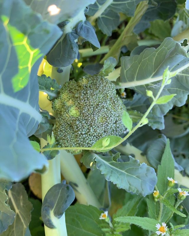 🥦
大きくなる前に芋虫に食べられた
ブロッコリーの花蕾🐛
商品にならないものはスタッフでいただきます🍴
◇◇◇◇◇◇◇◇◇◇◇◇◇◇◇◇◇◇◇◇◇◇◇
#とくしま有機農業サポートセンター
#小松島有機農業サポートセンター
#特別栽培
#ブロッコリー栽培
#コープ自然派しこく