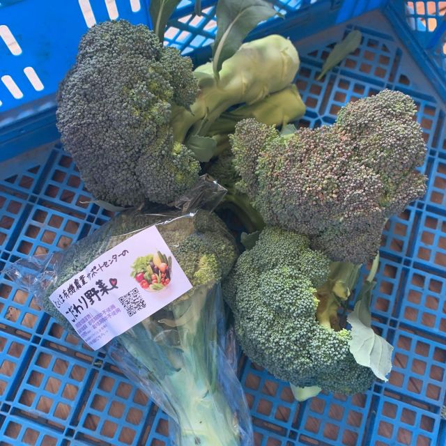 🥦
研修生から「ブロッコリーの蕾も葉も紫がかって
きたのでどう対策しますか?💦」との質問。
サポートセンターで育てているブロッコリーの品種は、
寒さから身を守る為にポリフェノールの一種である
アントシアニンを作り出して紫色になります🥦
黒っぽくなり見た目は少々悪くなりますが、
甘くて栄養価の高いブロッコリーになるそうです🥦
3枚目　袋詰めした途端に幼虫がにょきっと🐛
◇◇◇◇◇◇◇◇◇◇◇◇◇◇◇◇◇◇◇◇◇◇◇◇
#とくしま有機農業サポートセンター
#小松島有機農業サポートセンター
#コープ自然派しこく 
#ブロッコリー栽培 
#blof理論