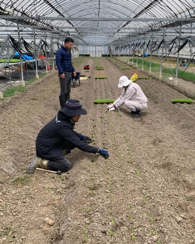 🥬
ハウス栽培の水菜と小松菜の植え付け作業日🥬
出荷は1月中頃を予定🚚
コープ自然派『野菜のチカラ　若手の応援セット』の
季節の野菜セットでお届けできる予定です。
応援よろしくお願いします🙌✨
◇◇◇◇◇◇◇◇◇◇◇◇◇◇◇◇◇◇◇◇◇◇◇◇◇
#とくしま有機農業サポートセンター
#小松島有機農業サポートセンター
#コープ自然派しこく 
#野菜のチカラ 
#若手の畑応援セット 
#若手の畑応援セットミニ 
#blof理論