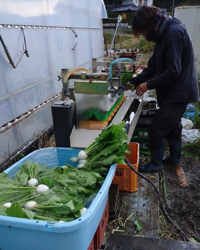 🥬
センター卒業生の廣田さんが
カブの出荷に勤しんでいます！
1人で作付け〜収穫〜出荷の作業をされています🙌
生で食べても焼いても甘味がある廣田さんのカブは
コープ自然派カタログの『若手の畑応援セット』に
2個組で入っておりますので、
是非一度試してみてください😆✨
◇◇◇◇◇◇◇◇◇◇◇◇◇◇◇◇◇◇◇◇◇◇◇◇
#とくしま有機農業サポートセンター
#小松島有機農業サポートセンター
#コープ自然派しこく
#blof理論 
#blof