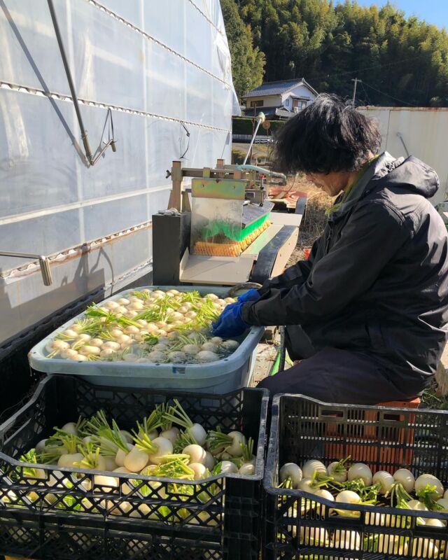 🧑‍🌾
卒業生の広田さんが出荷前のカブを洗いに🚿
手作業で土汚れを落とされたカブは
なんとも瑞々しい色白カブ✨
◇◇◇◇◇◇◇◇◇◇◇◇◇◇◇◇◇◇◇◇◇◇◇◇
#とくしま有機農業サポートセンター　#小松島有機農業サポートセンター　#コープ自然派　#コープ自然派しこく  #コープ自然派徳島　#有機かぶ