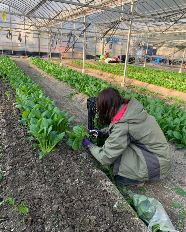 🧑‍🌾
⚪︎遅ればせながら新年のご挨拶⚪︎
旧年中は大変お世話になりありがとうございました。
2025年で16年目となり、これまでに154名の
卒業生を輩出することができました。
本年も変わらぬ訓練生への応援、
ご支援のほどよろしくお願い申し上げます。

さて、今日から小松菜の出荷が始まりました🥬
コープ自然派カタログ『ポスティ』でお求め
いただければ幸いです🧑‍🌾✨
◇◇◇◇◇◇◇◇◇◇◇◇◇◇◇◇◇◇◇◇◇◇◇◇◇
#とくしま有機農業サポートセンター　#小松島有機農業サポートセンター　#コープ自然派　#コープ自然派しこく  #元気小松菜  #有機野菜