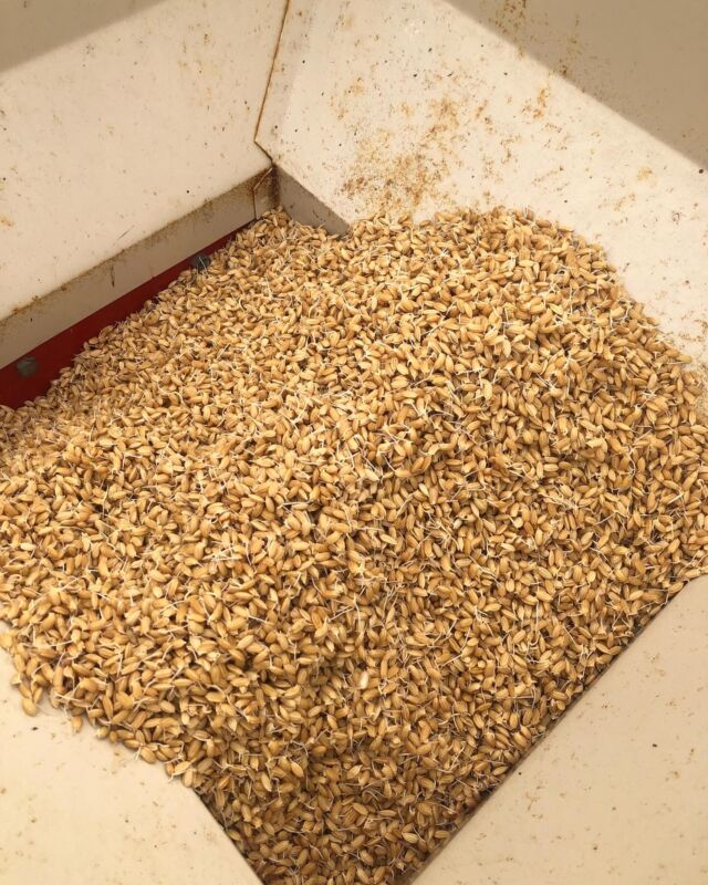 🐦
最後の籾播き準備🌾
酵母菌→浸種→催芽と処理を施していきましたが、
鳩胸状態を目指すつもりが、芽が伸びすぎました…！
◇◇◇◇◇◇◇◇◇◇◇◇◇◇◇◇◇◇◇◇◇◇◇◇
#とくしま有機農業サポートセンター　
#小松島有機農業サポートセンター
#酵母菌 
#催芽