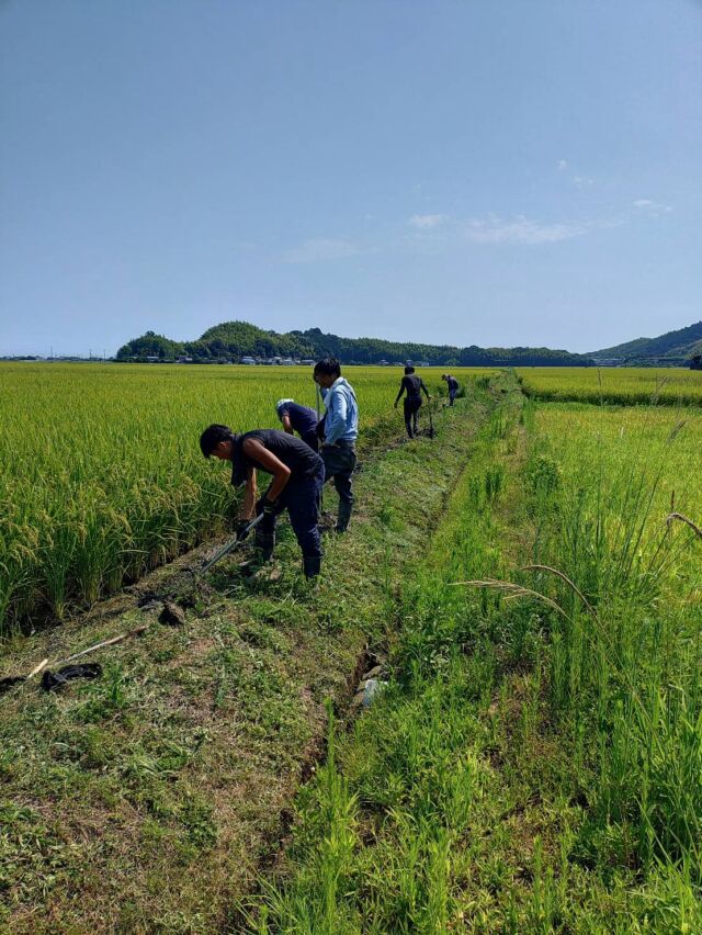 🧑‍🌾
8月20日、21日農業オペレーター研修を開催しました。
もうすぐ稲刈り🌾収穫時にコンバイン作業が
しやすい様に草刈り&落水作業！
猛暑の中、皆様お疲れ様でした🙇‍♀️
◇◇◇◇◇◇◇◇◇◇◇◇◇◇◇◇◇◇◇◇◇◇◇◇◇◇
#とくしま有機農業サポートセンター
#小松島有機農業サポートセンター
#コープ自然派
#有機米　
#ツルをよぶお米 
#blof理論